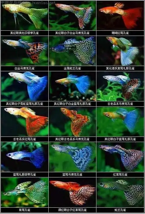 孔雀鱼——小型淡水热带鱼