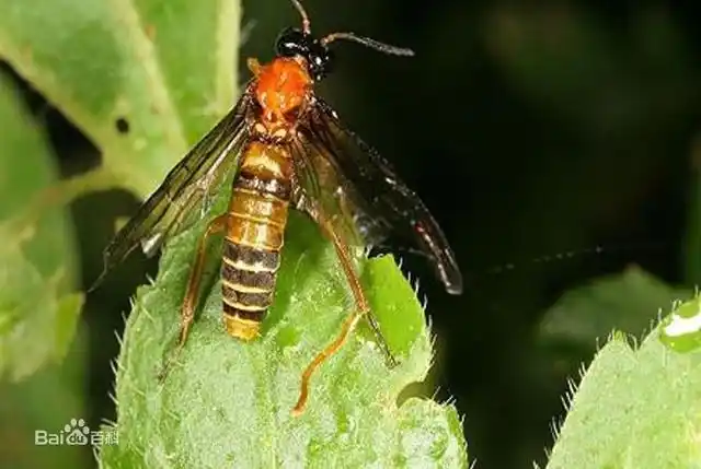 麦叶蜂翅近透明,上有淡黄色细斑;雌虫腹末有锯状产卵;头部有网状花纹