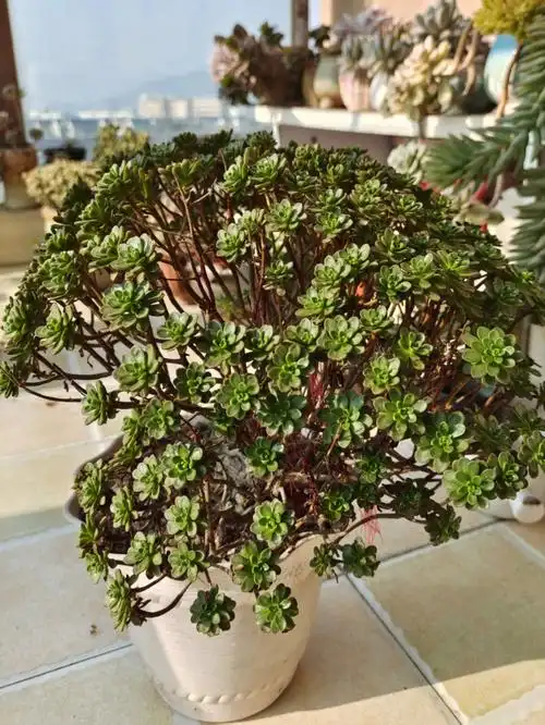 多肉控这还是一棵小人祭吗?不!这是一棵树!高大的让你怀疑人生了