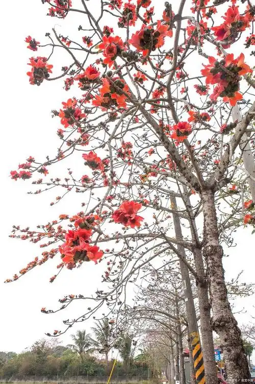 木棉的壮丽风采:种植与特点