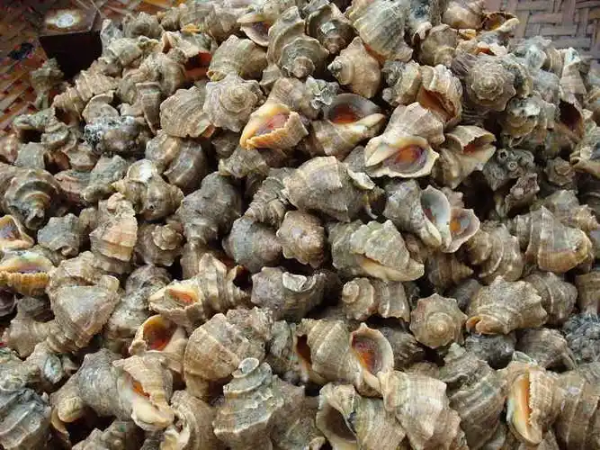 北海海鲜市场实拍