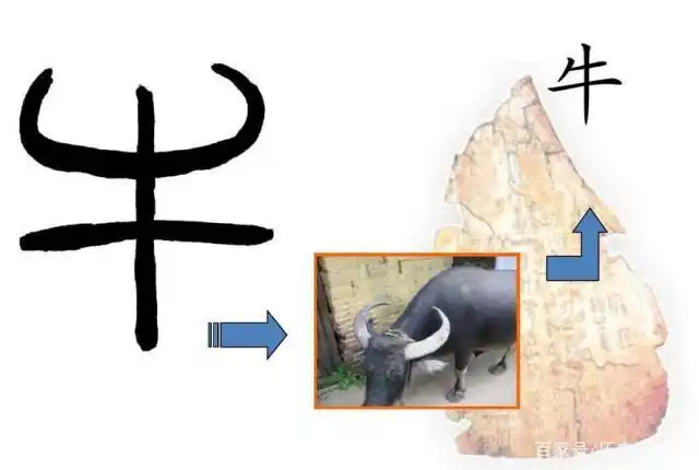 "牛"这个字的最大特点就是两个角,把它最突出的特点引入到汉字的创造