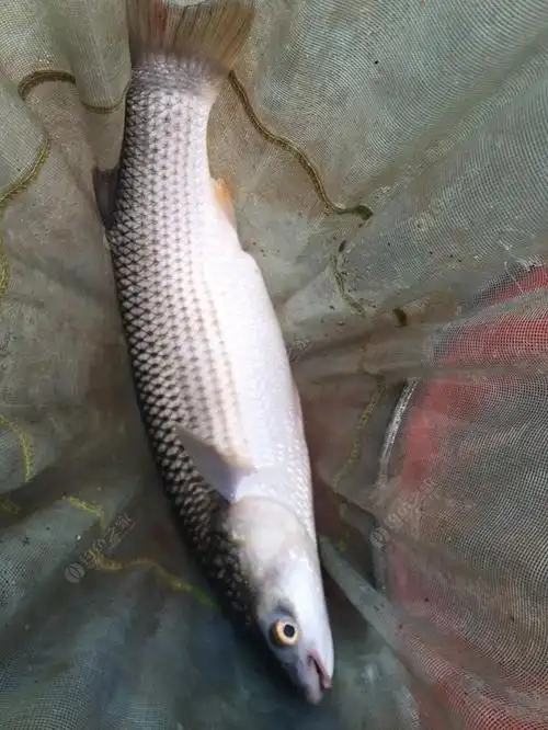 今天过瘾了,大弯弓深水钓鲻鱼