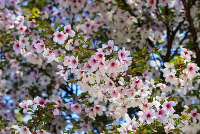 春天树上开着美丽的白色和粉红色的樱桃花花园里的樱花果树
