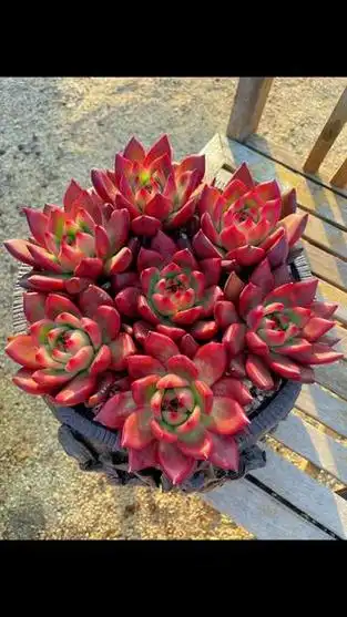 超级弗兰克#多肉