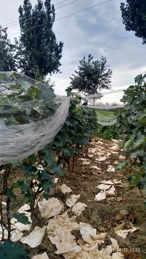 葡萄卖完,防鸟网使命完成,收网小结