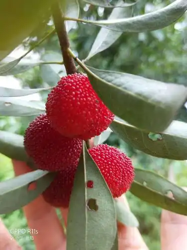 乌梅熟啦!已经开园采摘,入园免费吃,还有地道的农家饭,约吗?