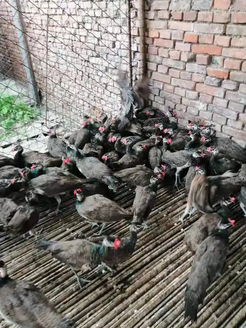 瑞丽市三个月孔雀苗价格六年的成年孔雀价格孔雀多少钱