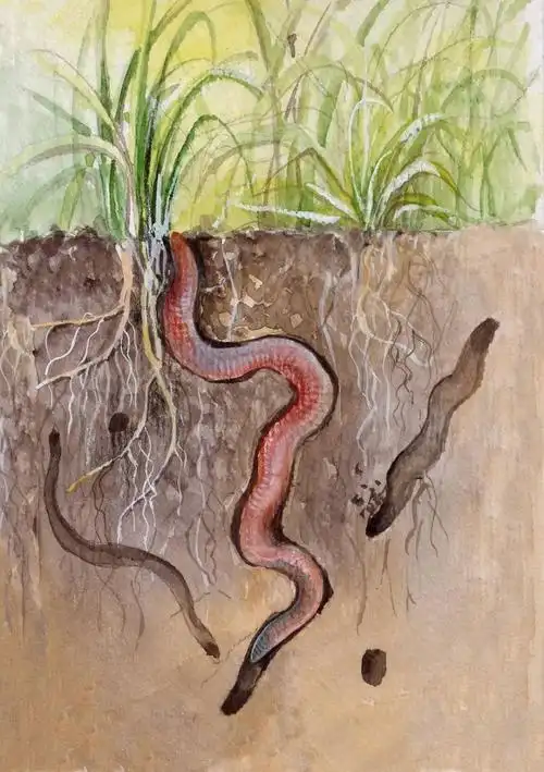 被疯狂猎杀的野生蚯蚓,是心脑血管病的"神药"?_腾讯新闻