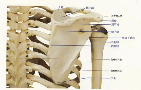 触诊骨性标志点32盂下结节
