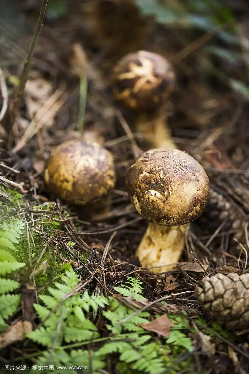 森林中的野生松茸