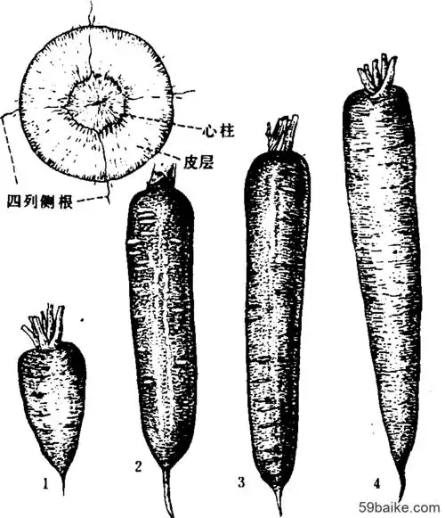 胡萝卜 - 蔬菜百科