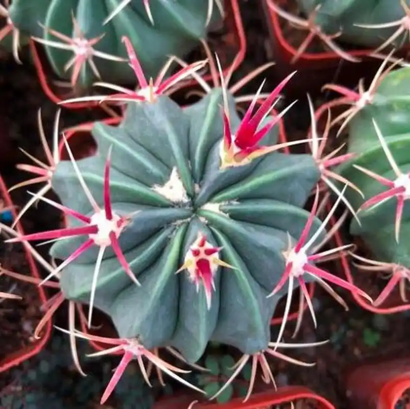 仙人球红刺日出顾名思义,它们的刺是可以变成红颜色,是一款可以既可以