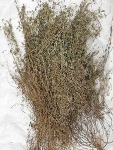 三叶人字草草药500克 掐不齐三叶草 中药材人字草新鲜干货苍蝇翅