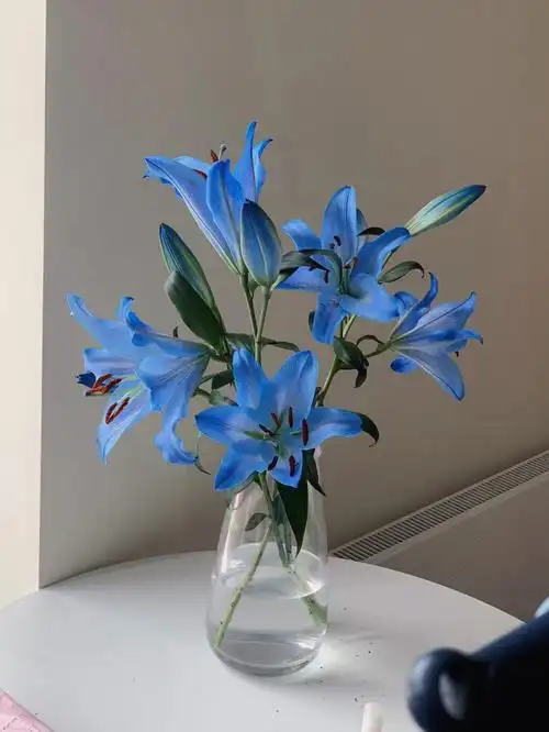 不可错过的aldi蓝百合