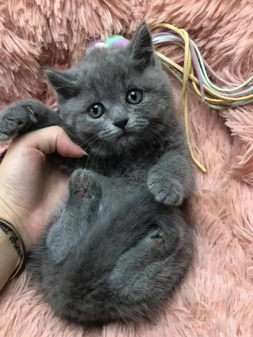 如果想要养猫,我劝你养英短蓝猫,因为好处实在太多了.