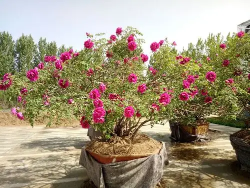 欢迎各界朋友前来参观指导. (菏泽市十样锦牡丹科技有限公司)