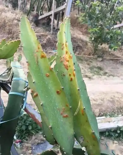 高清大图你的火龙果是疮痂溃疡药害还是冻害