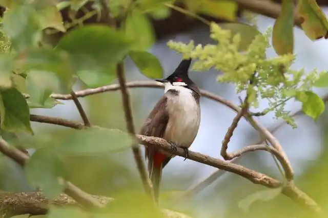 广东省暨深圳市第42届"爱鸟周":382种野生鸟类共栖鹏城舞翩跹