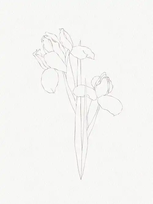 ipad画画鸢尾花003