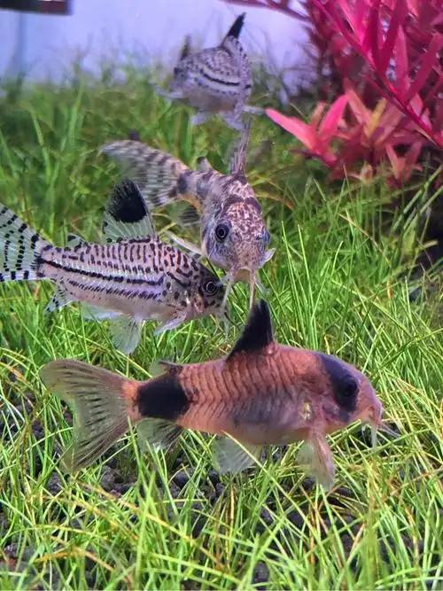 熊猫鼠繁殖了 - 异型鼠鱼 - cta南美水族 - powered by discuz!