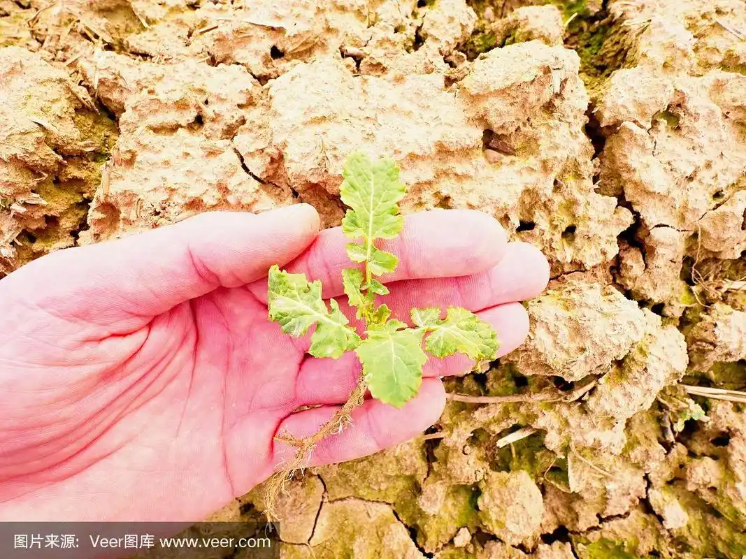 叶子,根部,油菜花,茎,油菜科