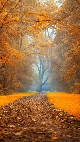 唯美金秋h5背景素材背景素材免费下载(图片编号:8886355)-六图网