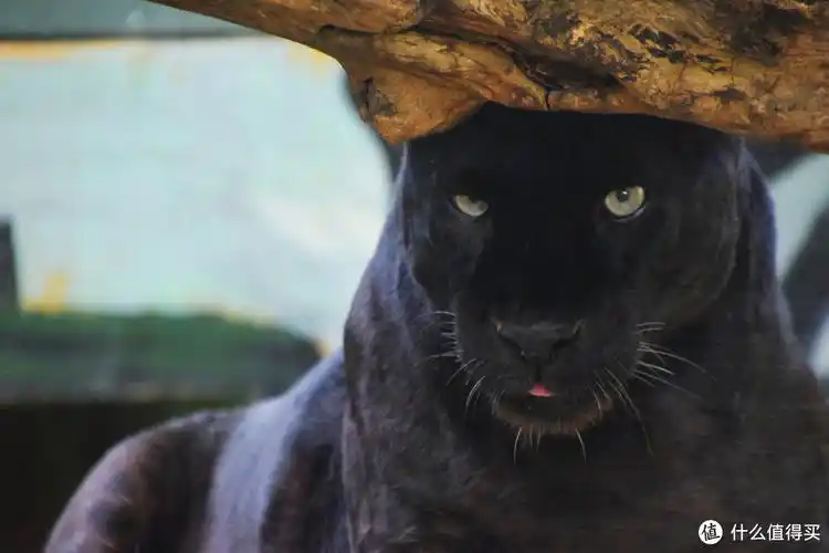 哟这里还有黑豹!眼神特别犀利!