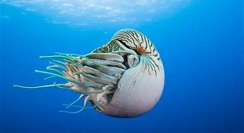 海洋中的活化石鹦鹉螺