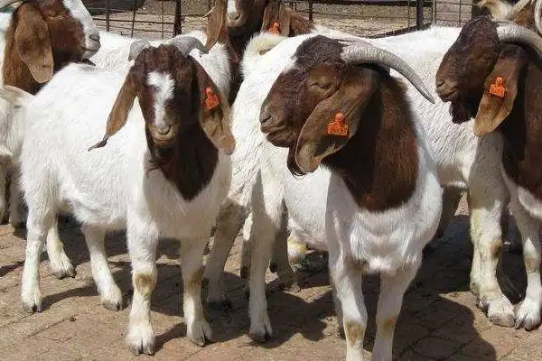 波尔山羊养殖技术,不同的季节的喂养方式不同