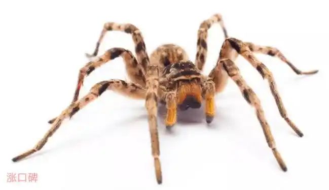 世界上腿最多的动物排名千足虫身体超过20段节