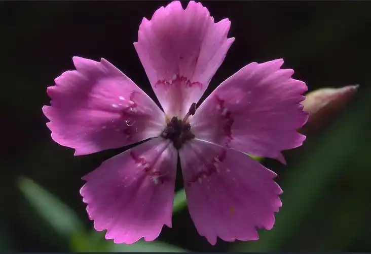 6月6日生日花少女石竹花语恩宠