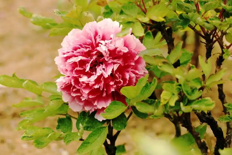 来自江南最大牡丹园的牡丹花