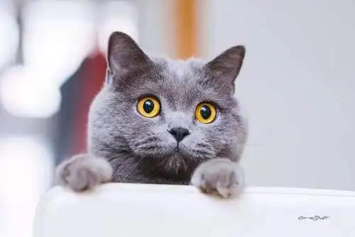 蓝猫- 堆糖,美图壁纸兴趣社区