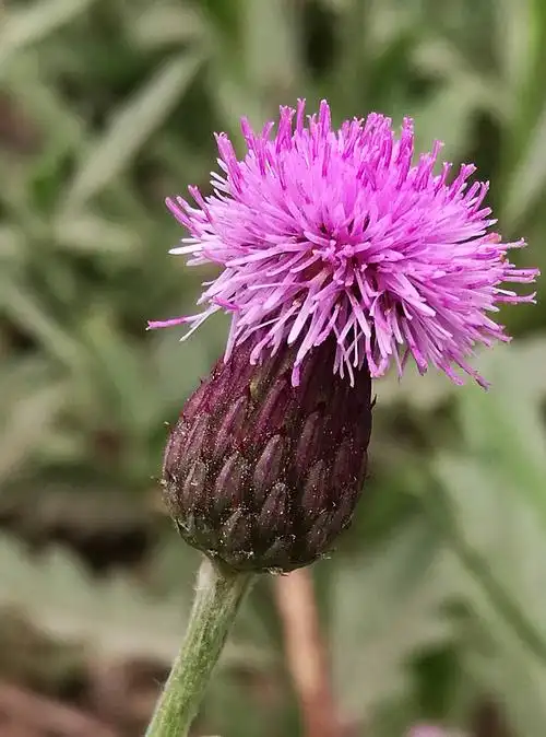 手机拍摄【刺蓟】