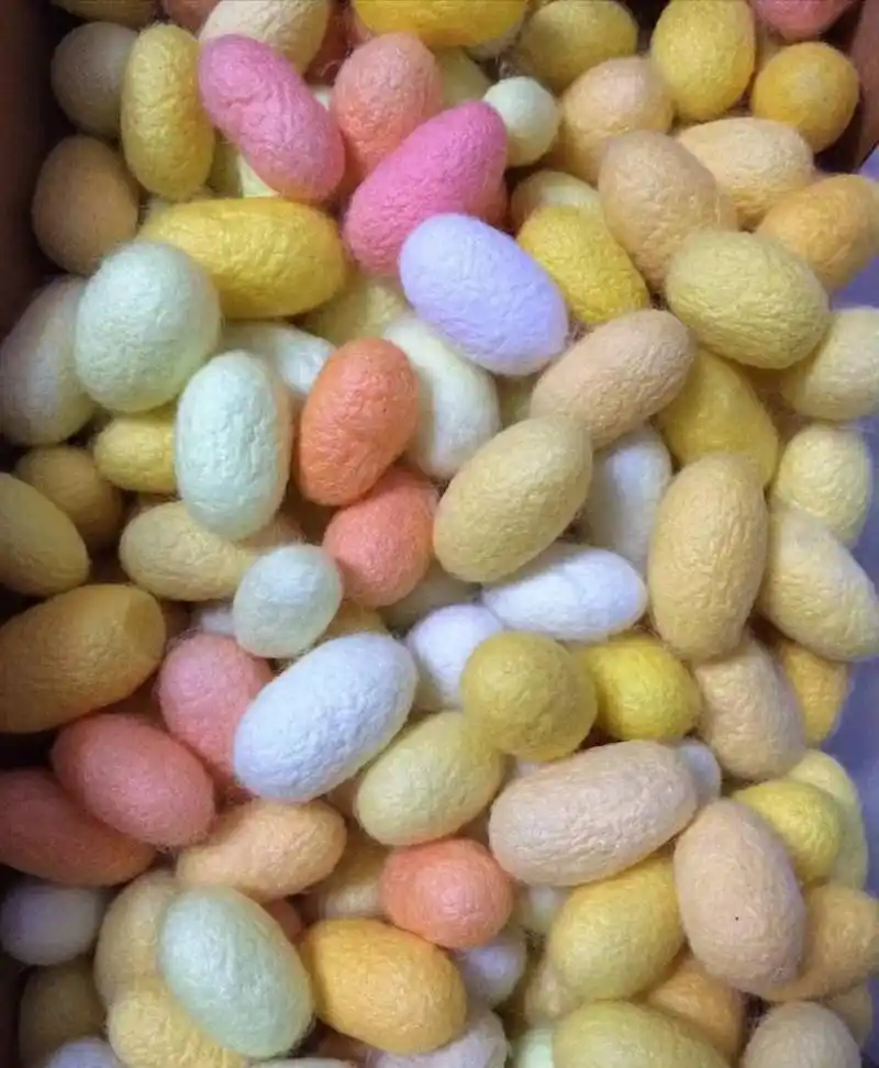 彩色的蚕茧不用染色,直接纺丝彩色的纱线[微笑][强]