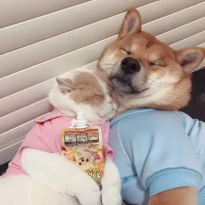 甜甜的狗猫合照情头