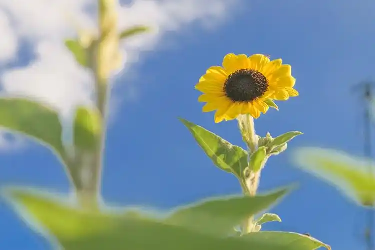向阳花朵格外美(待续)