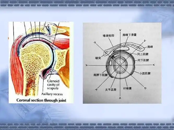 斜冠状位 斜矢状位