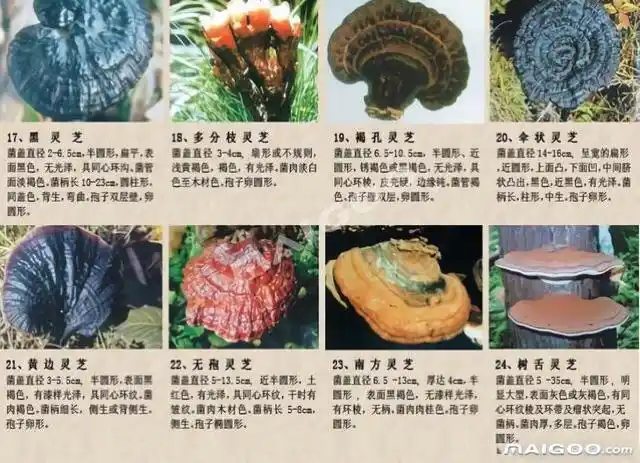野生灵芝种类图片大全 野生灵芝和人工灵芝的区别