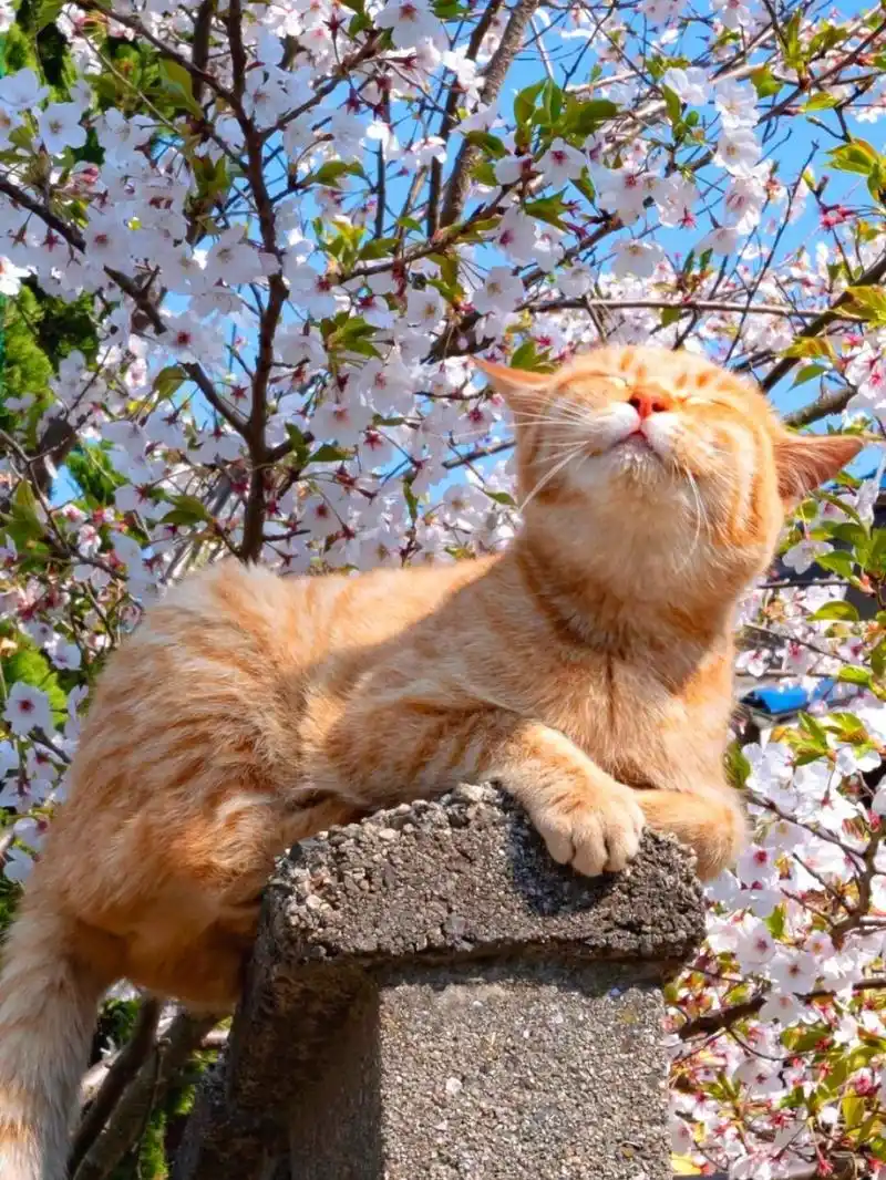 猫猫都爱闻花香  猫咪们对花香有着特别的喜爱.