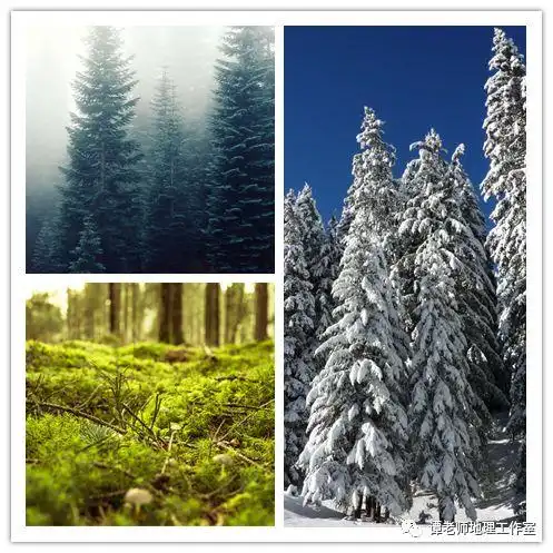 【今日头条】为什么亚寒带针叶林又叫泰加林?关于泰加林的地理密码!|