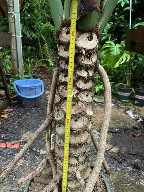 大规格春羽龙鳞