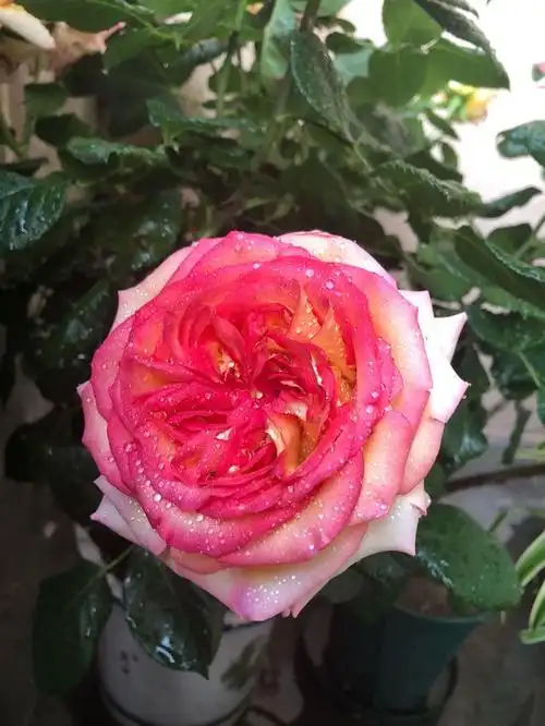 喜欢月季,养棵"阿班斯"吧,皮实好养,花大色美,四季有花看