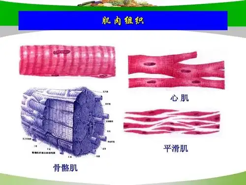 肌肉组织 心肌 平滑肌 骨骼肌