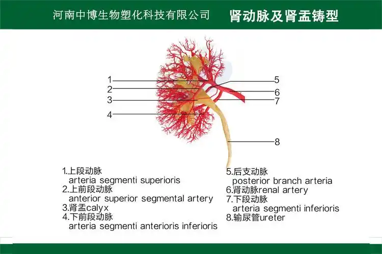 肾动脉及肾盂铸型