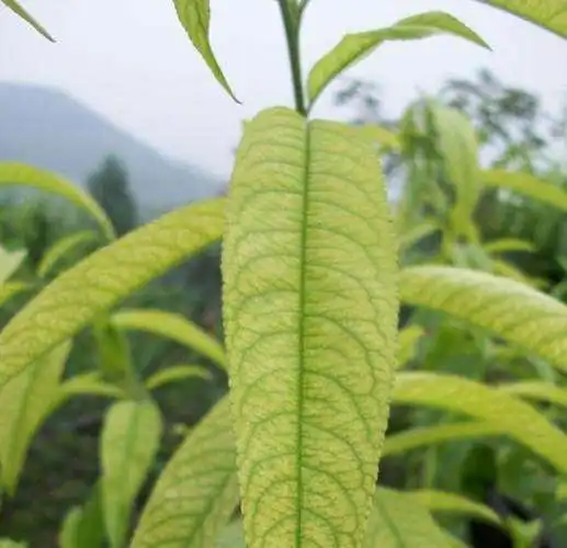 桃树栽培技术 缺素症之氮素