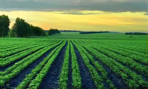 大东北黑土地乡村田园风光