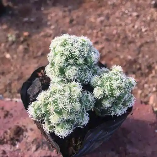 白鸟超萌仙人球多仙人掌办公室电脑电脑桌桌面客厅多肉植物