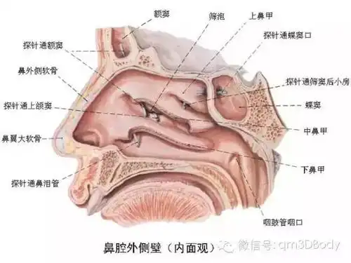 3.鼻子解剖2.眼睛的解剖